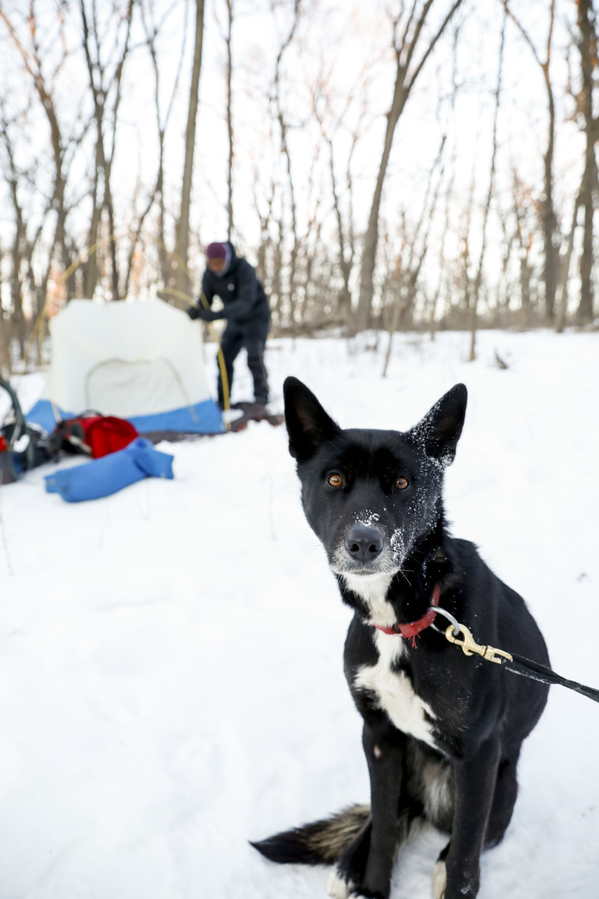 Ice Age Winter Hiker 012221 10-01252021091936